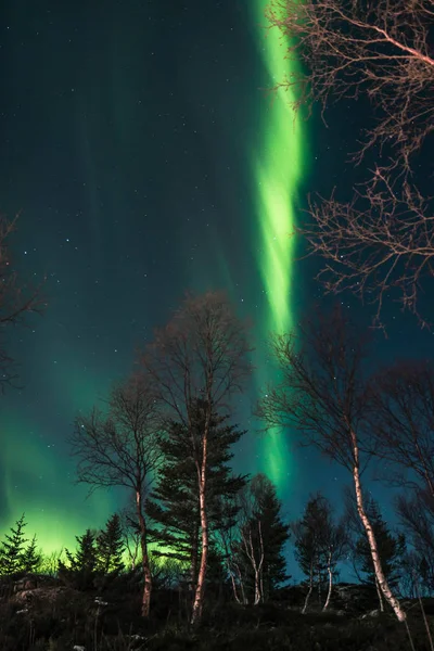 Las Auroras Boreales Bosque Bosques Las Islas Lofoten Noruega —  Fotos de Stock