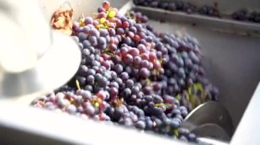 Şarap, üzüm sıkmalı, Destemmer