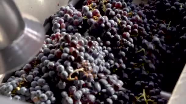 Presionando Racimo Uvas Destemmer Para Conseguir Mosto Vino — Vídeos de Stock