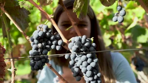 Close up blonde girl harvesting grape from the grapevine, biological vineyard — 图库视频影像