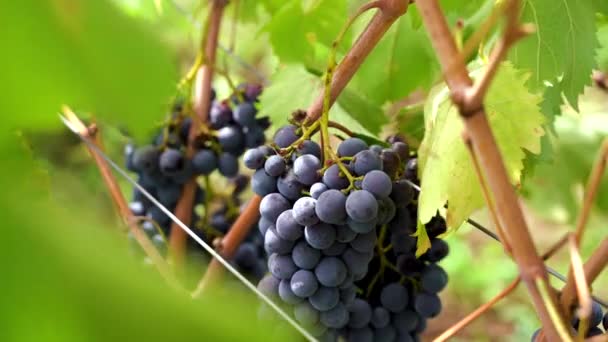 Mains Agriculteur Récoltant Des Raisins Vigne — Video