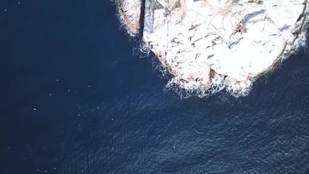 Fiskmåsar Som Flyger Över Havet Henningsvaers Kust Lofoten Öarna — Stockvideo