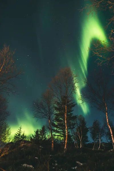 Luces Coloridas Bosque Nocturno Luz Del Norte Las Islas Lofoten —  Fotos de Stock