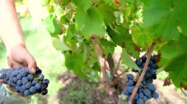 Sicilya üzüm bağından üzüm toplayan genç bir adam.