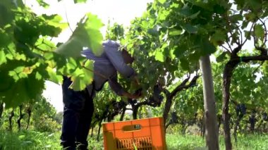 Old wine grover with strav hat collecting the grapes