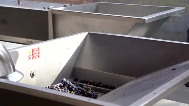 Colocando Uvas Vinho Tinto Destemmer Mosto Vinho — Vídeo de Stock
