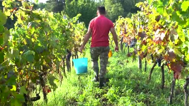 Młody człowiek spacerujący po winnicy i zbierający winogrona — Wideo stockowe
