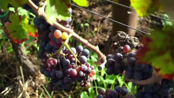 Close Picking Grapes Vineyard Harvest — 图库视频影像