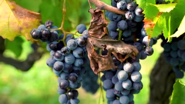 Recoger Racimo Uvas Planta Durante Cosecha — Vídeos de Stock