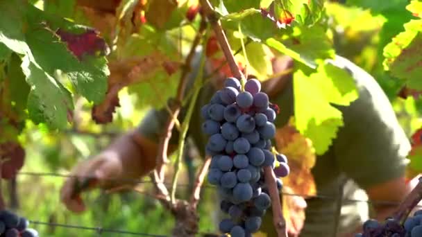Close up man plukken van de druiven uit de wijnstok — Stockvideo