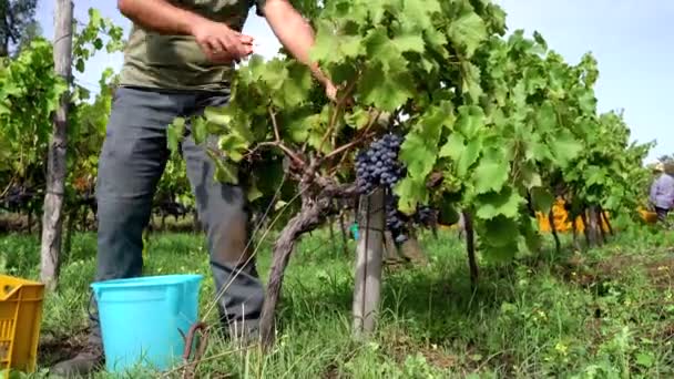Junger Mann bei der Arbeit in seinem Weinberg während der Ernte in Sizilien, Ätna — Stockvideo
