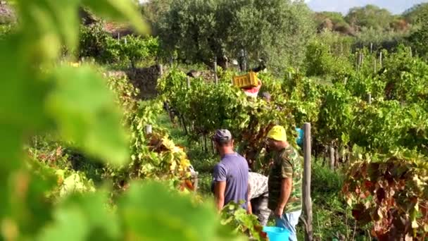 Trabalhadores que colhem as uvas na videira durante a colheita — Vídeo de Stock