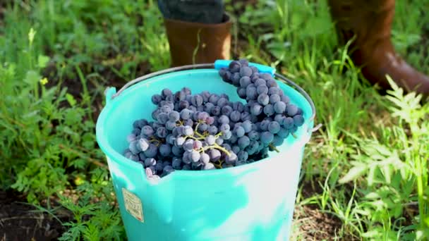 Farmer Putting Grapes Bucket — Stock Video