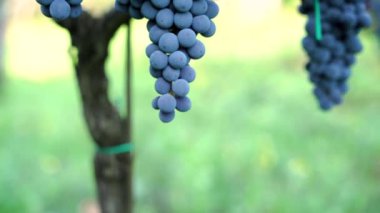 Sicilya üzüm bağındaki uçakta kırmızı şarap üzümleri