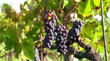 Pickinig üzümleri. Asma şaraptan.