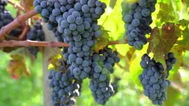Asma üzümler, biyolojik tarım, üzüm bağları yavaş hareket ediyor.