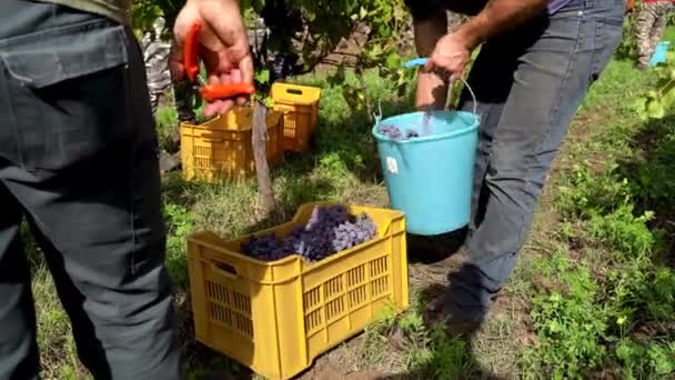 男人把一串葡萄放进箱子 — 图库视频影像