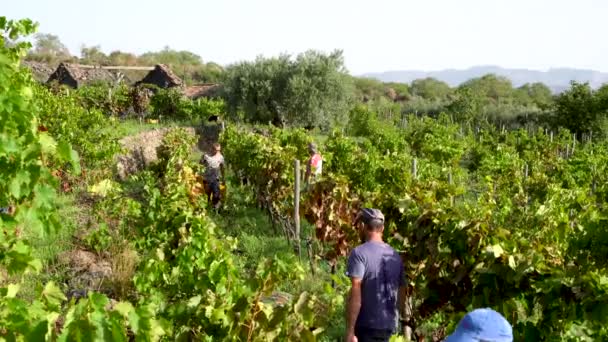 Trabajadores cosechando las uvas en la viña durante la vendimia — Vídeos de Stock