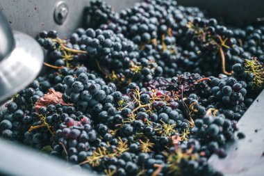 Taze toplanmış üzümler Destemer 'da