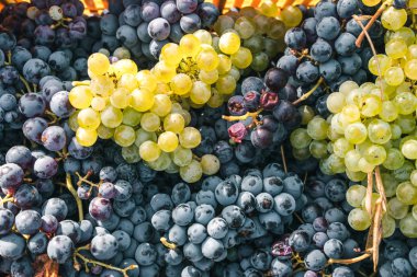 Üzüm arka planında bir demet üzüm, beyaz ve kırmızı, üzüm bağında sonbahar renkleri