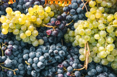 Üzüm arka planında bir demet üzüm, beyaz ve kırmızı, üzüm bağında sonbahar renkleri