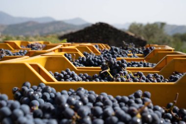 Sarı kutulardaki üzümler 