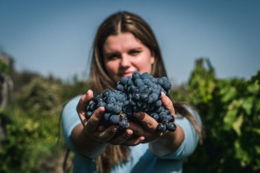 Olgun üzümlü genç ve güzel bir kadın. Elinde taze toplanmış üzümler tutan bir kız.