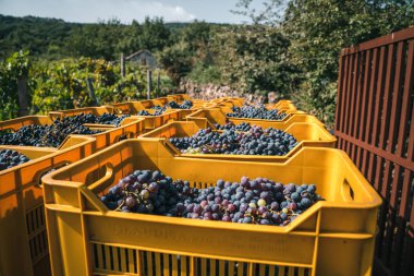 Sarı kutulardaki üzümler 