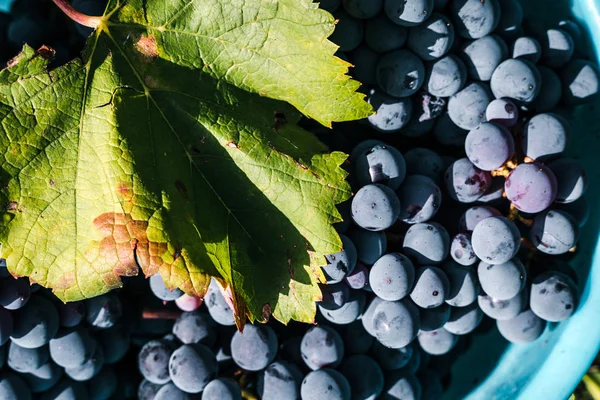 Leaf Bunch Grapes Background — Stock Photo, Image