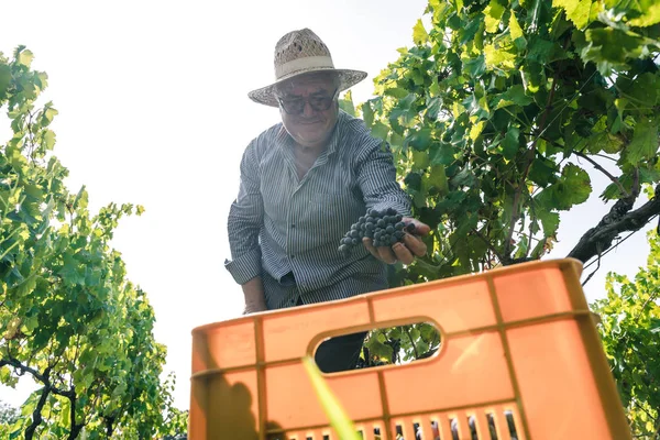 Человек Работающий Винограднике — стоковое фото