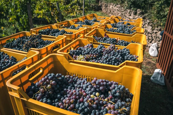 Uvas Cajas Amarillas Uva Recién Vendida —  Fotos de Stock