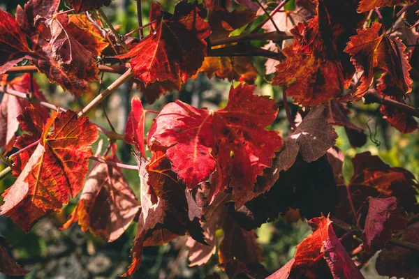 Red Maple Leaves Autumn — Stock Photo, Image