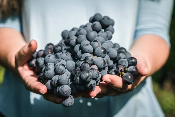 Mujer Joven Sosteniendo Racimo Uvas Sosteniendo Uvas Recién Cosechadas Sus —  Fotos de Stock