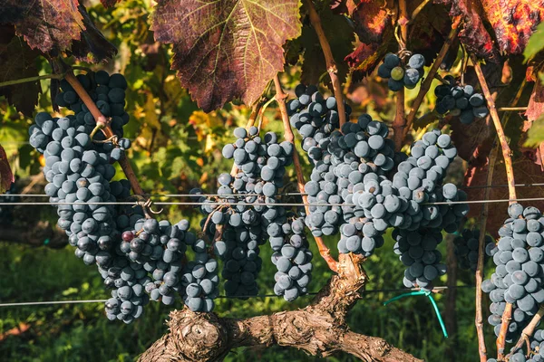 Autumn Colors Vineyard Harvest Close Bunch Grapes Grapevine — Stock Photo, Image