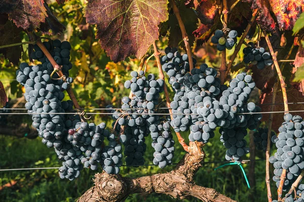 Colores Otoñales Viñedo Durante Vendimia Primer Plano Racimo Uvas Vid — Foto de Stock