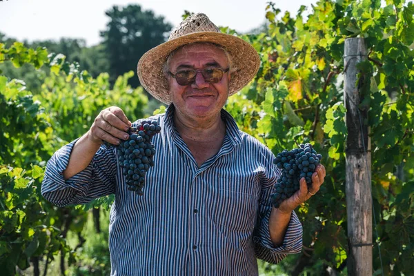 Old farmer in his vineyard, man holding freshly harvested grapes in his hands