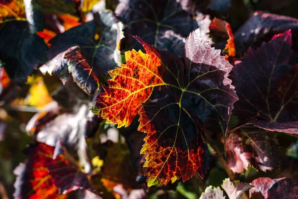 Grape Leaves Close — Stock Photo, Image