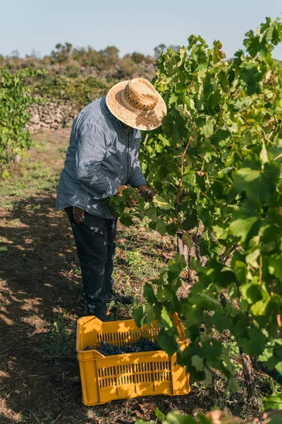 Человек Работающий Винограднике Время Сбора Урожая — стоковое фото