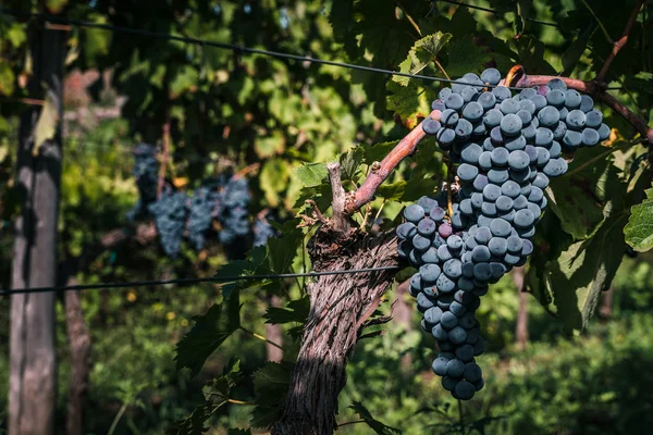 红葡萄酒背景的葡萄 — 图库照片