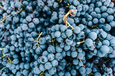 Siyah üzümleri kutunun üstüne koy, Sicilya 'da hasat et.