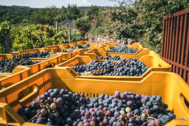 Sarı kutulardaki üzümler 