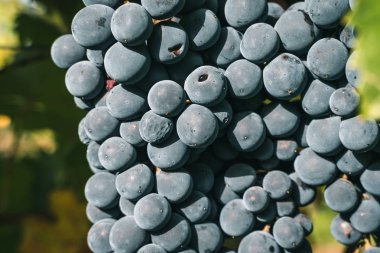 Asma üzümleri kapatın, Sicilya 'da hasat edin.