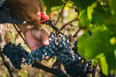 Kırmızı şarap arka planında bir demet üzüm.