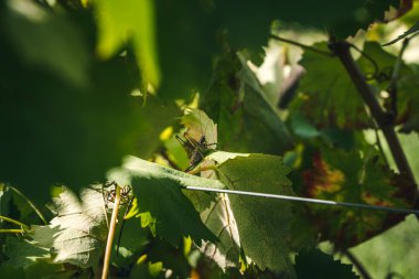 Küçük yeşil elma ya da fındık ya da yaprak gibi yabani meyveler, ot, çiçek, doğal hayatın güzelliği.