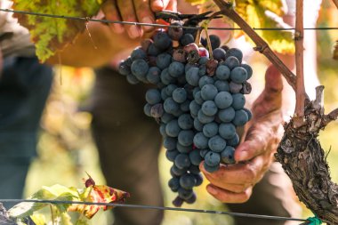 Kırmızı şarap arka planında bir demet üzüm.