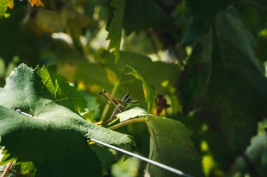 genç bir yeşil yaprak yakın