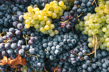 Üzüm arka planında bir demet üzüm, beyaz ve kırmızı, üzüm bağında sonbahar renkleri