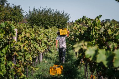 Üzüm bahçesinde çalışan adam.  