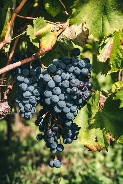 Ripe Grape Grapes Vineyard — Stock Photo, Image