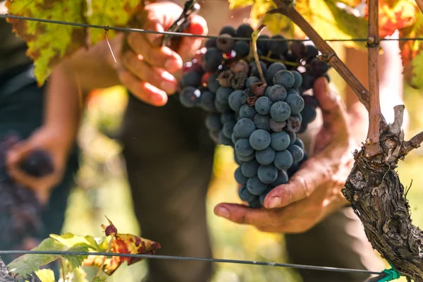 Close Hands Picking Grapes Grapevine Harvest — Stock Photo, Image